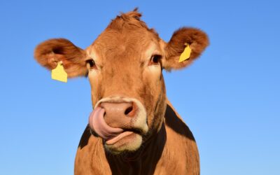 Behind the Scenes of Animal Rescue Work: The Vital Role of Wellbeing Policies